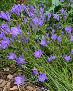 Triteleia Corrina (1)